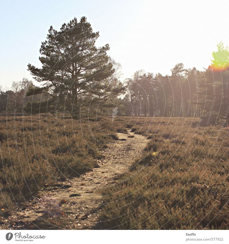 the glow in the heath Heath silence Nordic Nordic romanticism Nordic wild plants Domestic lonelier away Poetic Meaning heathen atmosphere heath landscape