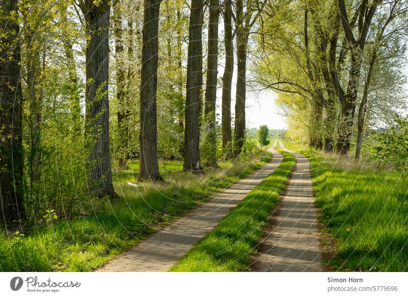 Path leads from the shade of tall trees into the sunny distance off in the distance Horizon Hiking awakening New start Far-off places Freedom Going