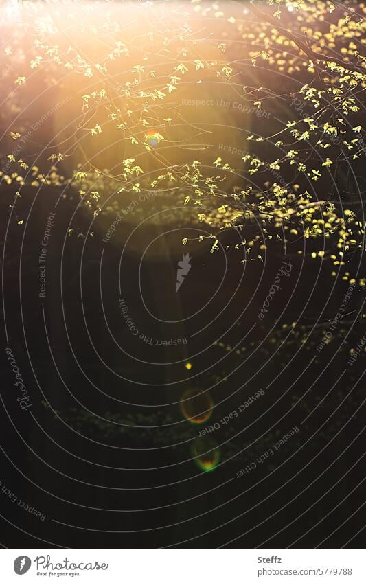 SPRING IN THE FOREST Spring Branches Forest Spring forest Light and shadow Shaft of light spring sun Spring day Light circles Light in the forest atmospheric