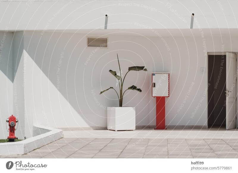 Urban still life with palm tree, hydrant and fire extinguisher in front of a white façade in the glowing Mediterranean heat Red Terrace Fire hydrant White