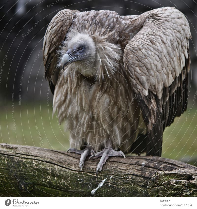 no idea Animal Animal face Wing Paw 1 Sit Brown Green White Metal coil Branch shrug of the shoulders Posture Back Colour photo Subdued colour Exterior shot