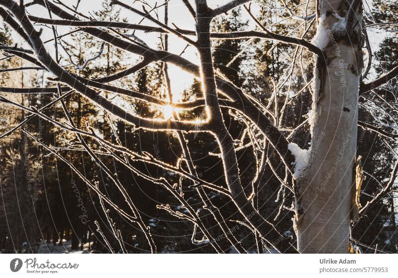 Lapland | Many ice stars in the sunlight Branch Ice stars Frost reflection sparkle Sparkling glitter Sun Sunbeam Swede Europe Snow Winter vacation Nature