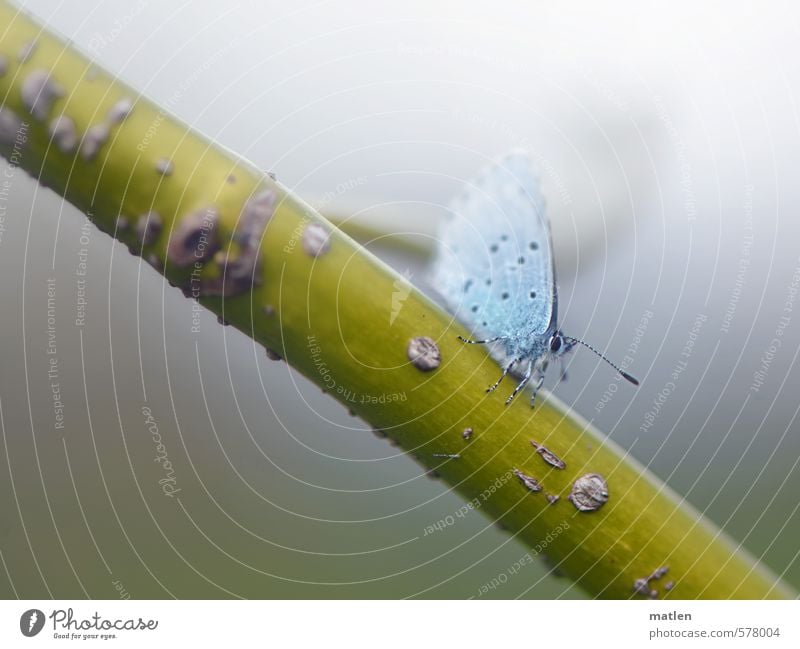 midget Nature Autumn Weather Bad weather Fog Animal Butterfly Wing 1 Cold Blue Gray Green Lateness willow branch Dwarf Colour photo Exterior shot