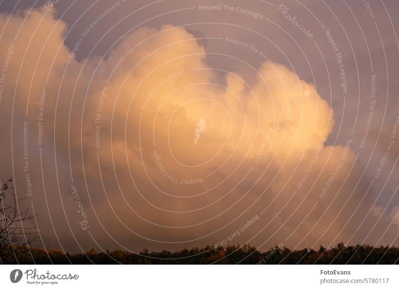 Big cloud in the evening light over green forest rain cloud natural storm big sky landscape abstract Weather Clouds ozone trees above storm clouds huge outdoors