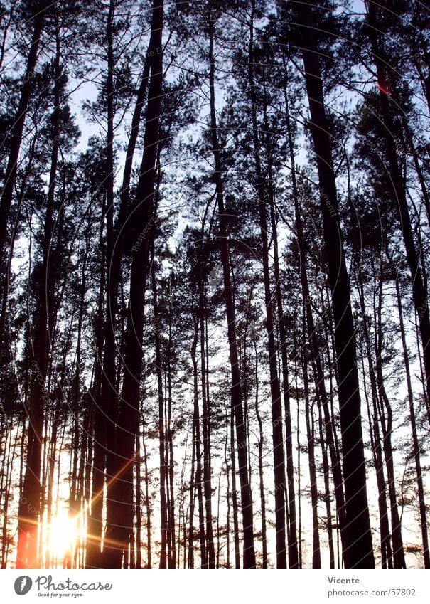 Pushed in the corner Forest Tree Twilight Sunset Coniferous forest Treetop Sky Pine Star (Symbol) Blue Orange Corner Lausitz forest Stars