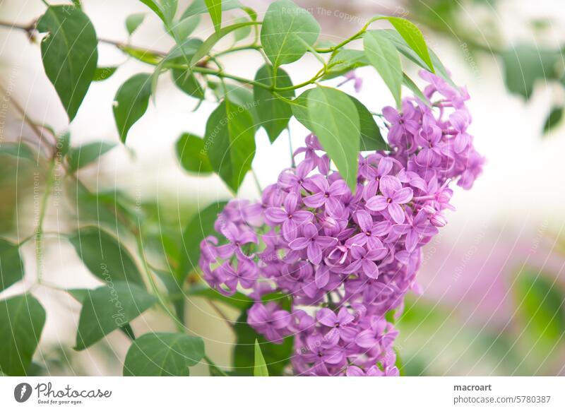 Lilac blossom in close-up and shallow depth of field fleider lilac Syringa Olive tree family Oleaceae greening detail amkro closeup Close-up purple Green Leaf