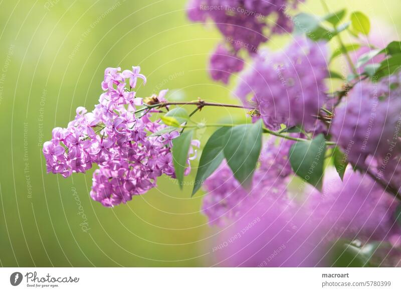 Lilac blossom in close-up and shallow depth of field fleider lilac Syringa Olive tree family Oleaceae greening detail amkro closeup Close-up purple Green Leaf