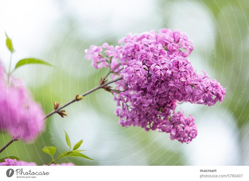 Lilac blossom in close-up and shallow depth of field fleider lilac Syringa Olive tree family Oleaceae greening detail amkro closeup Close-up purple Green Leaf