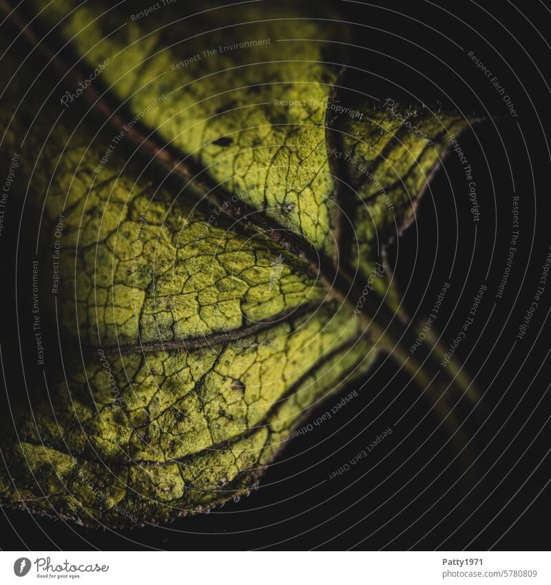 Dried up leaf of a flower against black background. Macro shot Leaf Shriveled Plant Low-key macro Shallow depth of field Dark Detail Close-up Transience Nature