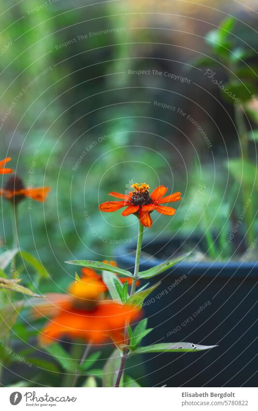 orange narrow-leaved zinnia - zinnia angustifolia Zinnia flower orange zinnia Garden garden flowers Summerflower summer flower Summertime garden time