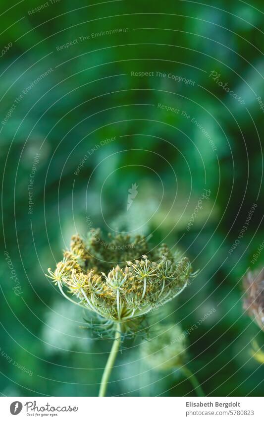 withered wild carrot with seeds Wild carrot wild carrot seeds Wild plant wild plants Seed plant Sámen Faded herbs Meadow Blossom