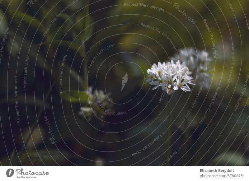 Flowering wild garlic Club moss wild garlic blossom Wild garlic in bloom Wild garlic season Wild herbs Forest herbs Garlic Spring Wild plant Nature Eating