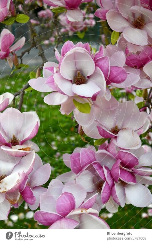 magnolia tree Tree Magnolia tree Blossom inflorescence Pink pink White blossom Magnolia plant ornamental wood April Season Spring spring Weather Sun sunny