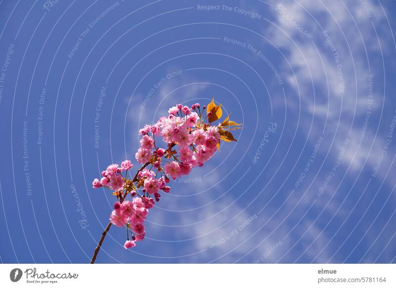 small pink blossoming cherry branch in front of a blue sky cherry blossom Spring spring beginning of spring Cherry Blossom Festival Japanese culture