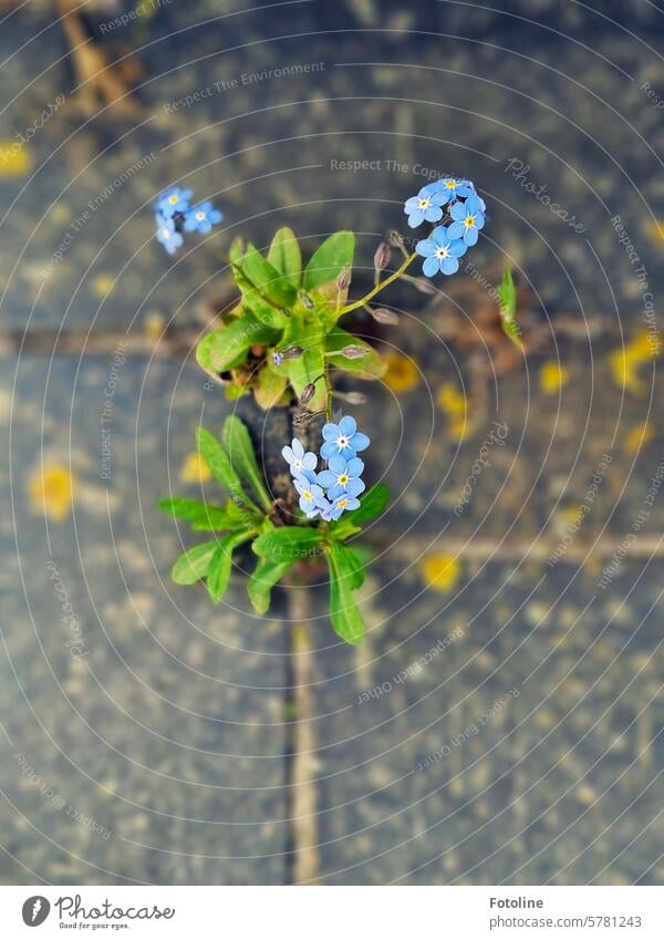 Forget-me-not fights its way through paving slabs Flower Blossom Spring Plant Close-up Blossoming Green Shallow depth of field Gray wax Growth petals