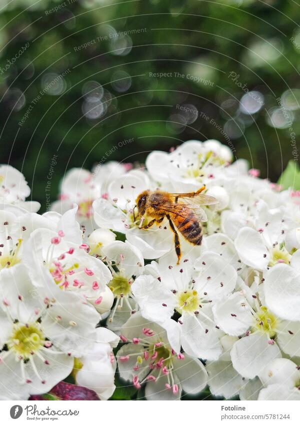 A busy little honeybee has a date with beautiful white flowers. Bee Insect Blossom Flower Plant Animal Pollen Diligent Honey bee Blossoming Farm animal Sprinkle