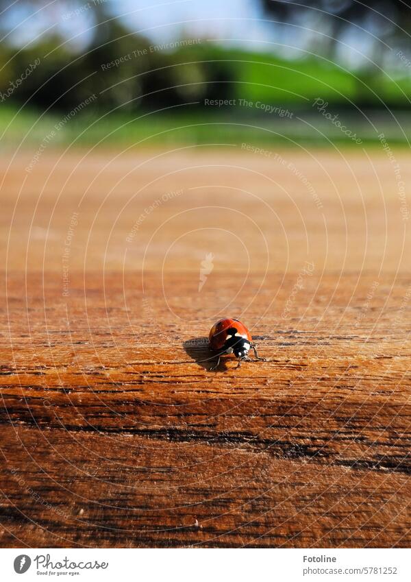 A ladybug crawls along a wooden bench, straight towards me. Well, if that's not good luck... Ladybird Beetle Red Green Animal Close-up Happy Crawl Small