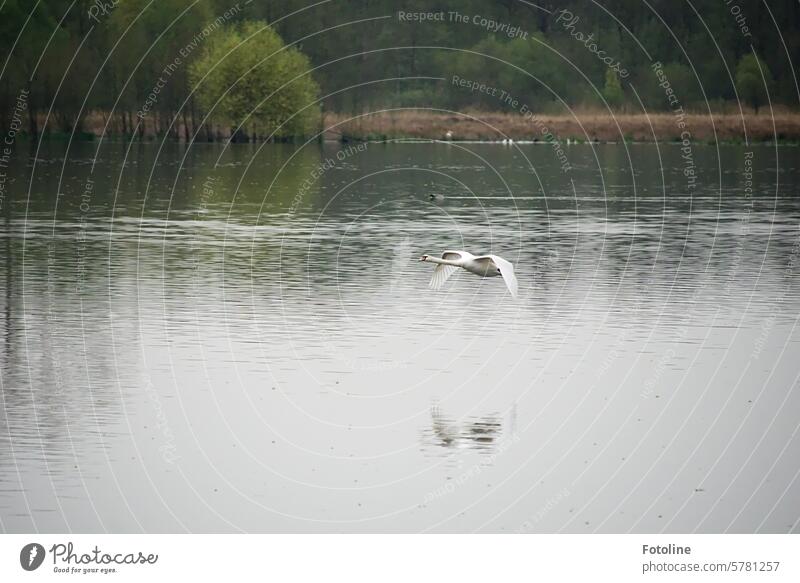 With powerful wing beats, the proud swan glides elegantly over the lake at Ilkerbruch. Swan Water Bird Animal White Elegant pretty Neck Feather Esthetic Lake