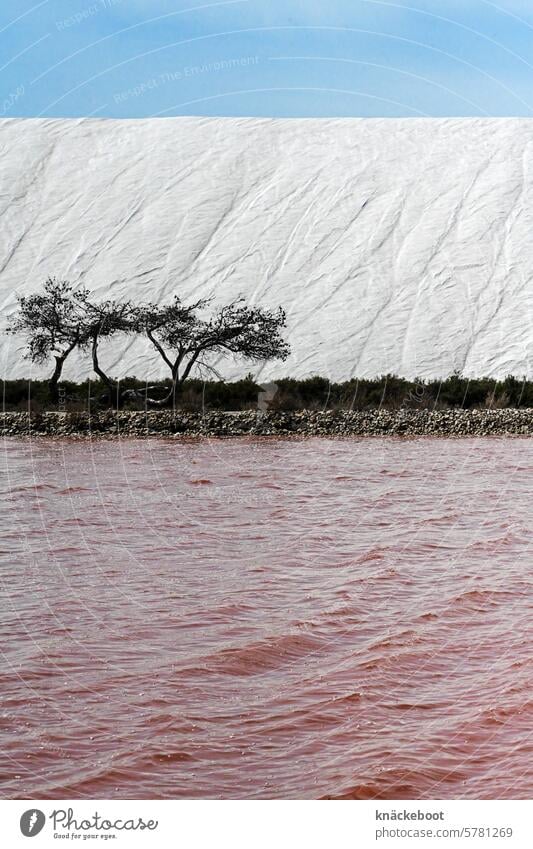 salin d'aigues-mortes Saltworks Water sea salt salt extraction Aigues-Mortes Tricolor tricolor Tree Pink White Blue France Alluvial plain of the Rhone camarque