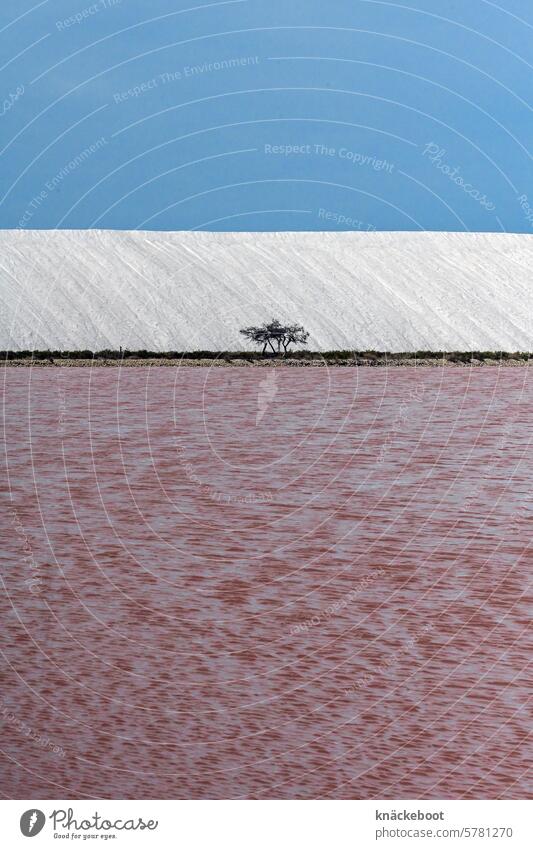 tricolour Salt Ocean coast Saltworks salt extraction Water sea salt White Salin d'Aigues-Mortes Multicoloured Blue Pink Copy Space bottom Tree