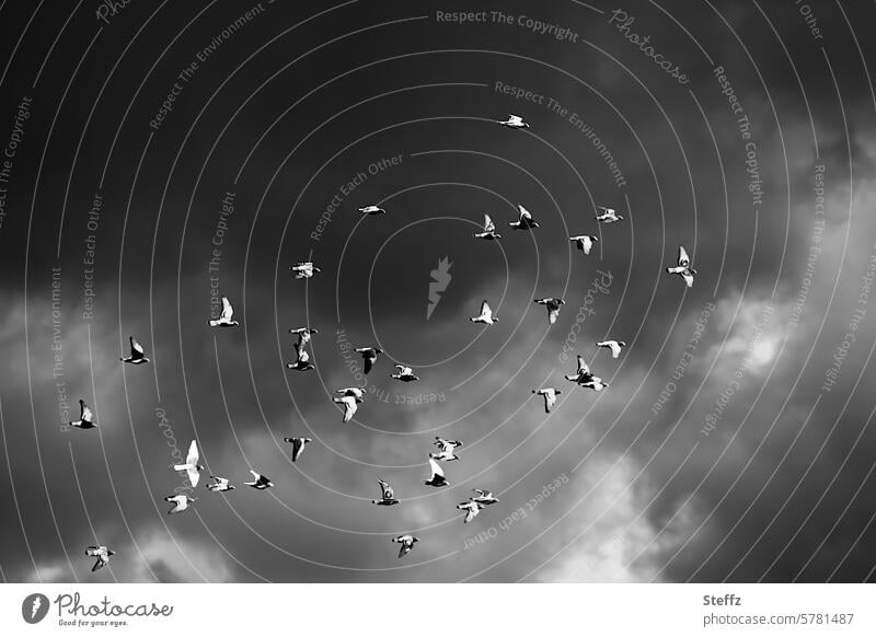 Pigeons fly and storm clouds gather pigeons pigeon flight Storm clouds Raincloud Dark coloring dark sky Threat Flight of the birds Flock of birds Birds fly Sky