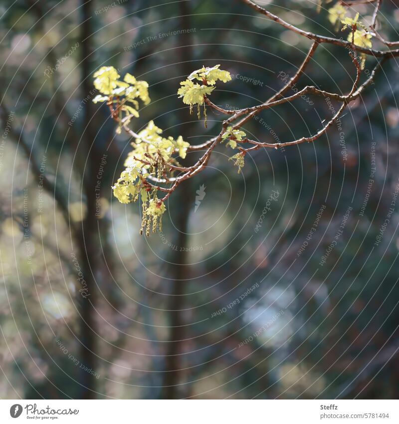 rare oak blossom Oak blossom flower catkins kitten Long shoots spring awakening especially Seldom come into bloom Oak branch wind pollination Delicate