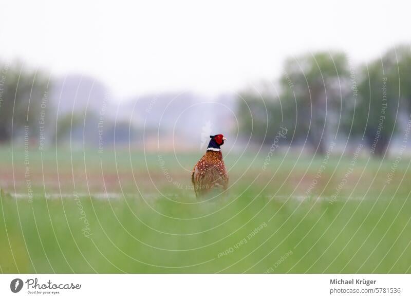 Hunting pheasant in the meadow bird wildlife flight avian nature Game bird fields plumage Wingspan foraging habitat conservation ornithology