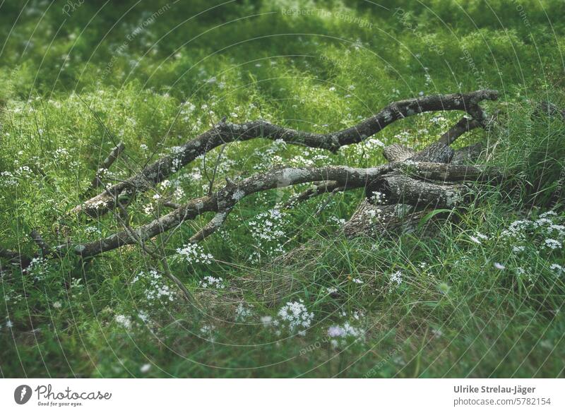 Spring | Branch in the forest framed by white flowers in a meadow dropped Weathered Meadow Light Light and shadow Shadow blossoms Green White Nature