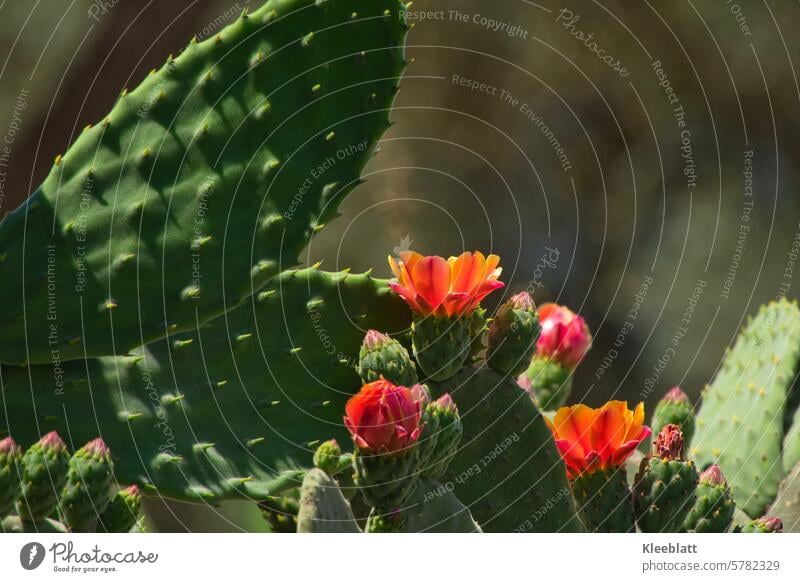 Prickly pear cactus with several orange-colored flowers and buds Prickly pear cactus or Opuntia (Opuntia ficus-indica) Blossom Tenerife Canary Islands Spain