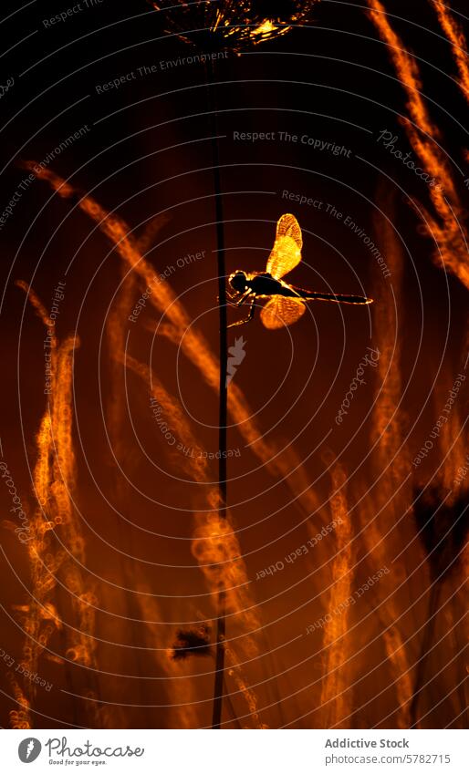 Golden hour dragonfly silhouetted against warm light golden hour sunset tranquility nature grass dusk evening serenity insect backlight glowing warm tones