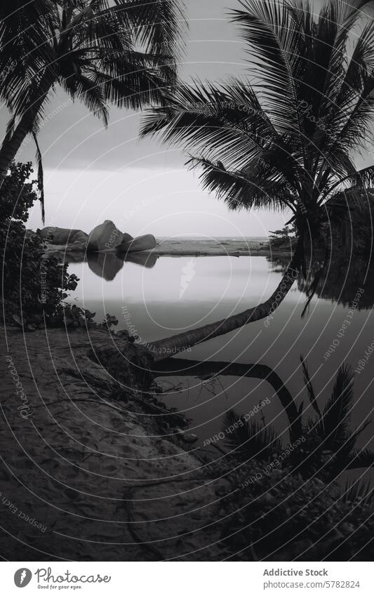 Serene monochrome beach at Tayrona Natural Park palm tree boulder tranquil scene tayrona natural park colombia coastline tropical landscape nature black white