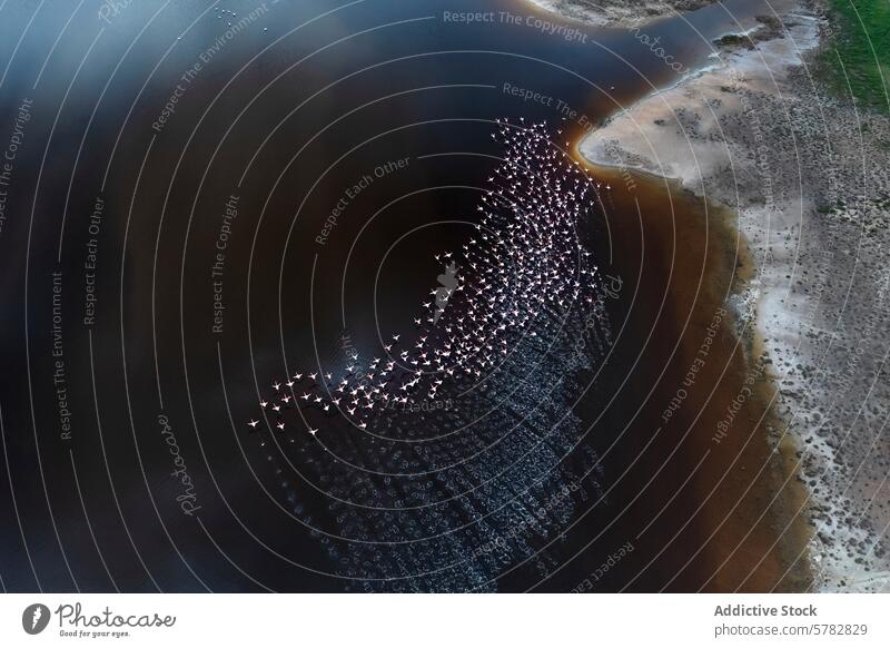 Aerial view of flamingos in majestic flight over water aerial wildlife bird plumage pink flying nature flock wings spread soar sky animal migration pattern