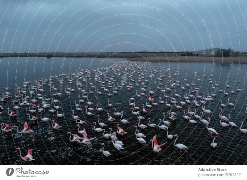 Flock of Flamingos Gathering at Water's Edge flamingo bird wildlife water flock gathering flight pink nature serene overcast sky lake pond edge feather beak