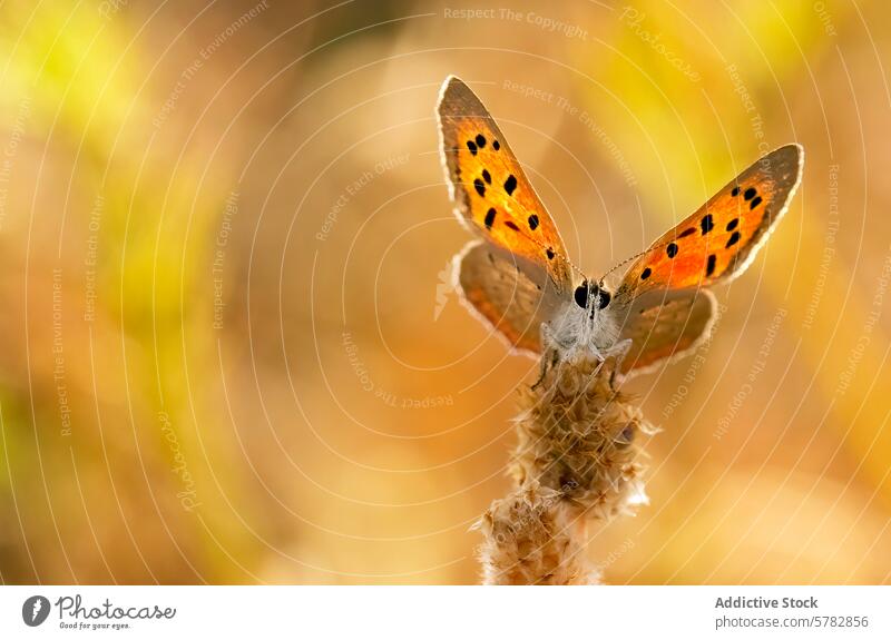 Vibrant orange-winged butterfly resting on plant wings black dots insect nature wildlife perched vibrant small antennae lepidoptera fauna flora natural light