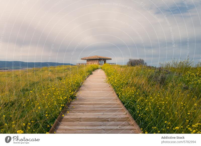 Boardwalk to gazebo in Tablas de Daimiel National Park wooden boardwalk wildflower tablas de daimiel castilla la mancha cloudy sky nature path scenic landscape