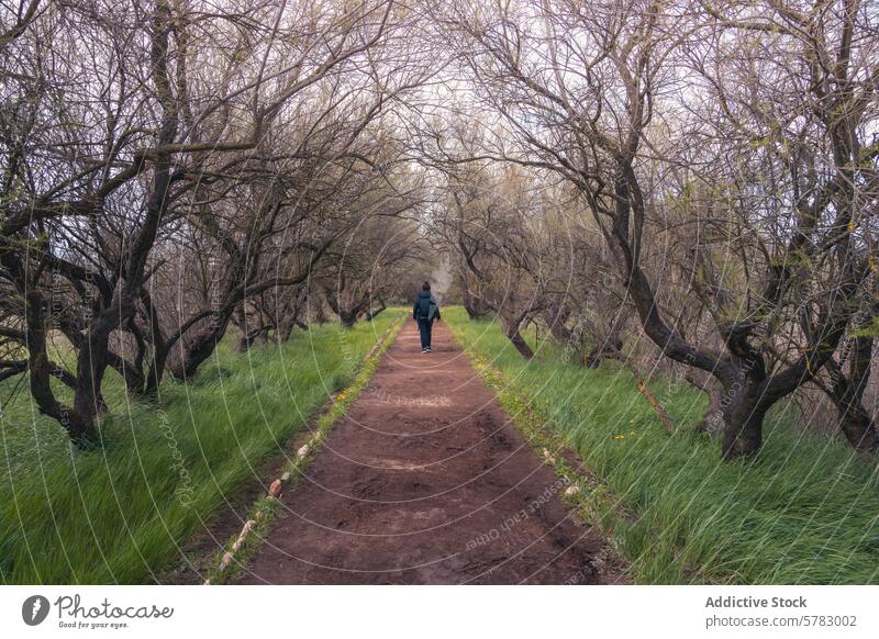 Peaceful walk in the Tablas de Daimiel National Park nature person path tree twisted tranquil serene national park dirt trail outdoor landscape travel tourism