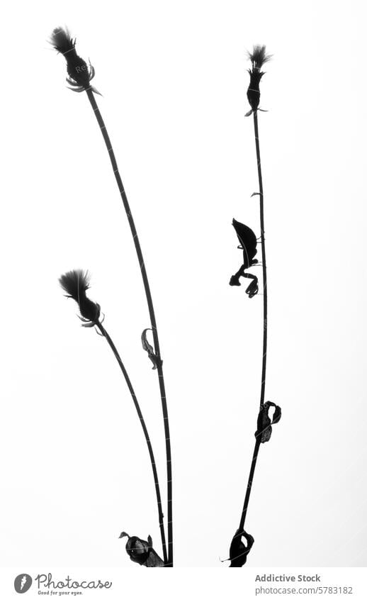 Silhouette of Mantis Religiosa on Stems silhouette mantis mantis religiosa stem black and white insect praying mantis nature wildlife contrast minimal simple