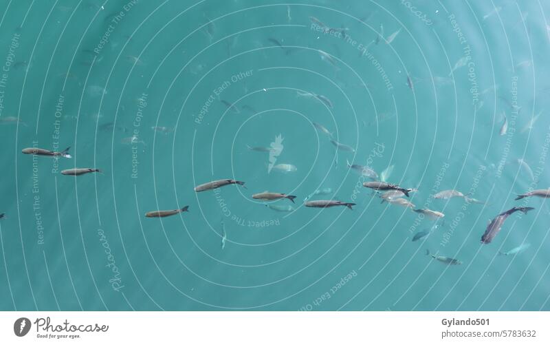 Fish in the harbor basin of San Sebastian on the canary island La Gomera fish blue swim turquoise water swimming clear animal ocean sea nature underwater