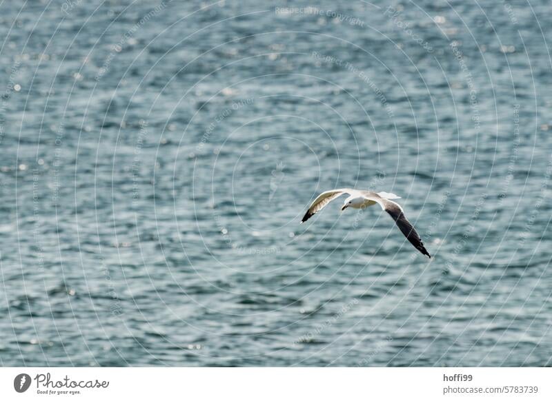 cropped seagull in flight with a turbulent Atlantic Ocean in the background Seagull Gull Flies Gull birds Black-backed gull Dominican Gull Red-billed Gull