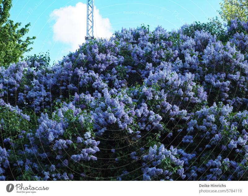 Urban nature: lushly blooming lilacs in front of a power pole and blue sky. Lilac Spring Spring fever purple flowers blossom Blossoming urban Electricity pylon