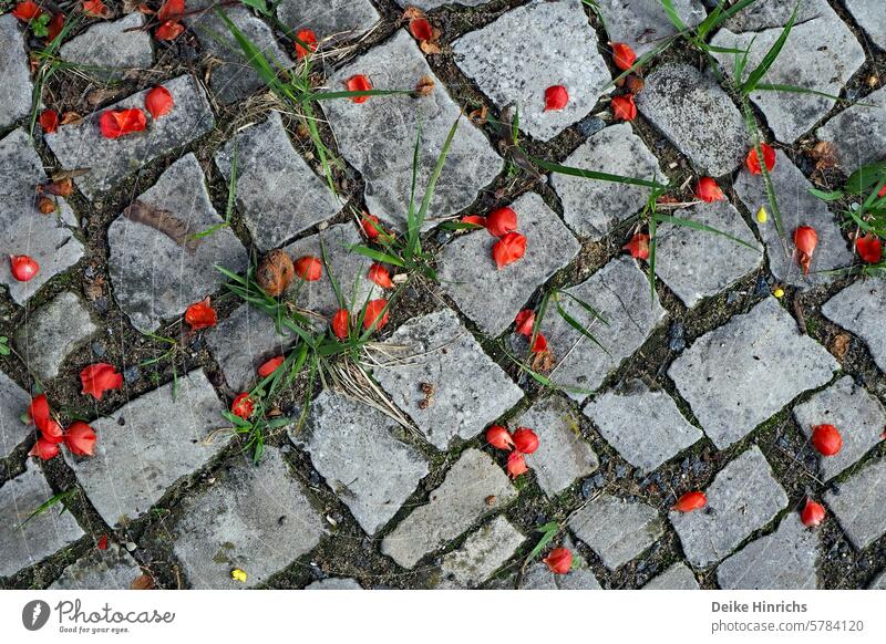 Blades of grass make their way through the cobblestones on which red petals lie. Cobblestones Grass Spring urban urban nature blossom Faded Sidewalk Seasons