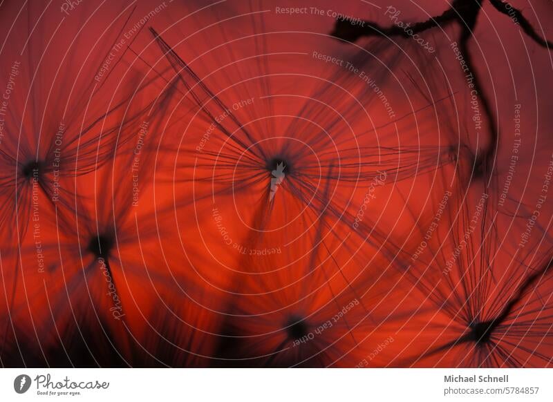 Dandelion flags in front of red light Esthetic draw near approach intertwine into each other Spring dandelion seed Ease Wild plant Close-up naturally Delicate