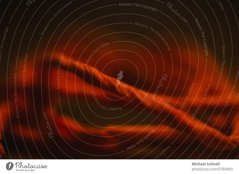 Close-up of a cord Rope Strang String Colour photo Macro (Extreme close-up) blurriness Structures and shapes Pattern Abstract abstraction