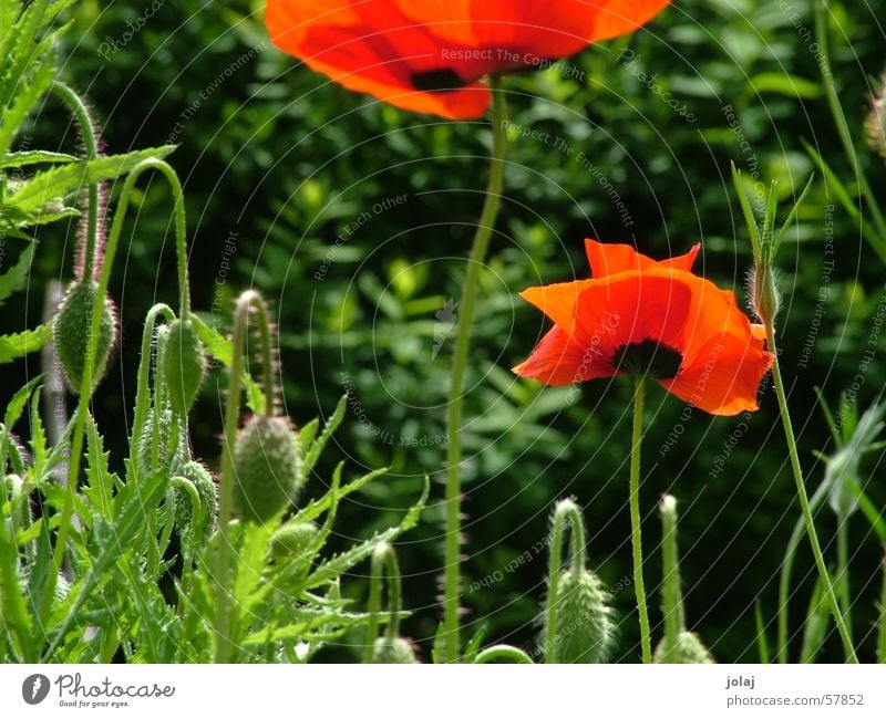 poppy Flower Summer Poppy Visual spectacle Garden