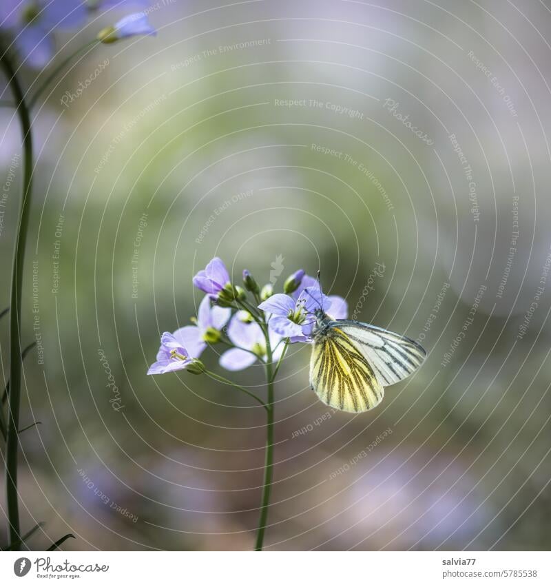 In April, the rape white butterfly likes to visit the purple flowers of the meadow foamwort Spring Butterfly Green veined white butterfly Pieris Napi Insect