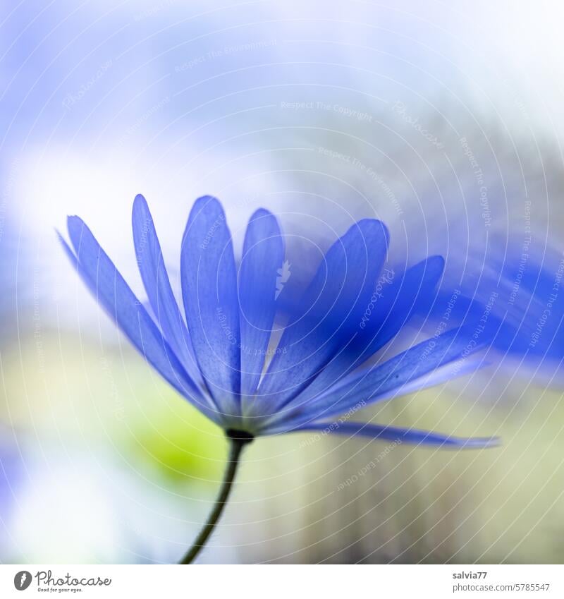 a hint of blossoms in blue and white flowers Macro (Extreme close-up) Delicate soft pastel Blue White blurriness delicate blossoms tender flowers Blossoming