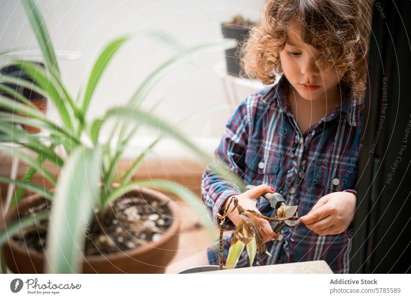 Young Curly-Haired Child Trimming Houseplant child scissors gardening houseplant trimming indoor focus curly hair hobby care growth environmental education