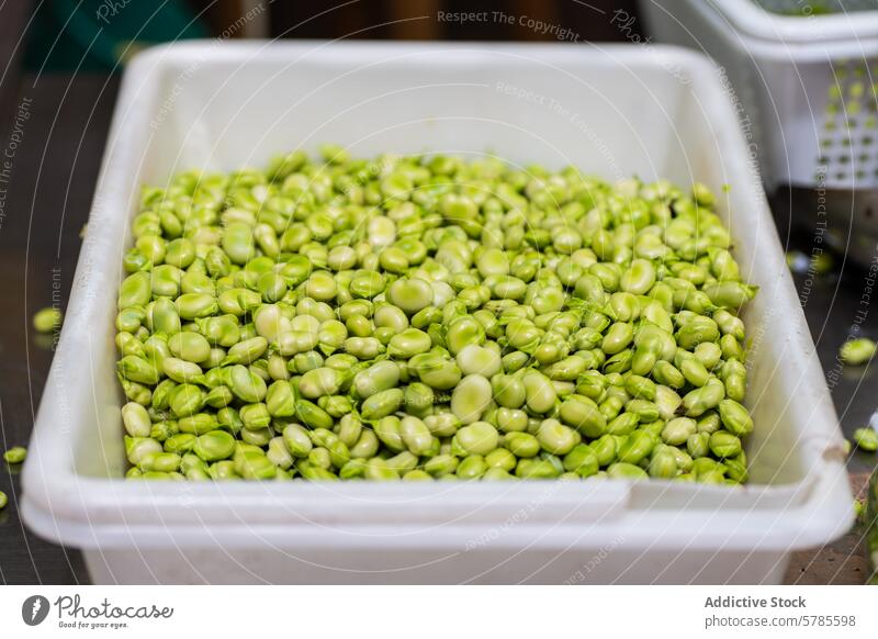 Fresh broad beans ready for cooking fresh green raw ingredient healthy legume vegetable bin white close-up vibrant food culinary vegetarian vegan organic farm