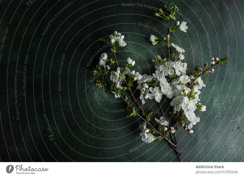 Elegant cherry blossom branches on dark backdrop white flower dark background table setting theme elegant serene natural decoration textured petal bloom spring