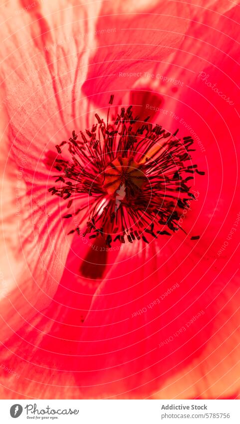 Close-up view of vibrant red poppy flower details macro close-up texture color bloom stamen petal nature botanical spring flora blossom garden plant beauty